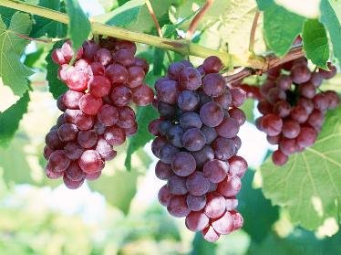 Buah Anggur Buah Anggur