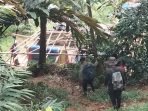Satpol PP Cigudeg Bongkar Lubang Gurandil Cibugis Karena Khawatir Longsor Susulan
