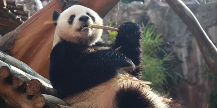 Harga Tiket Taman Safari Bogor Saat Libur Tahun Baru 2026 dan Rute dari Jakarta