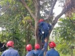 Maut di Hutan: Pemuda Bogor Tersengat Listrik Saat Menebang Pohon