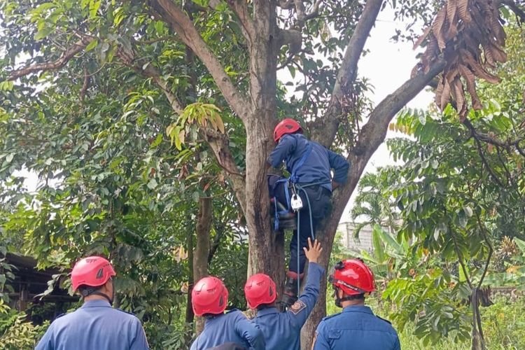 Maut di Hutan: Pemuda Bogor Tersengat Listrik Saat Menebang Pohon